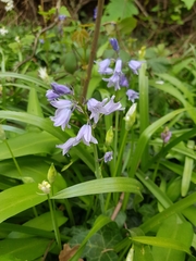 Hyacinthoides × massartiana