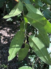 Capparis arborea