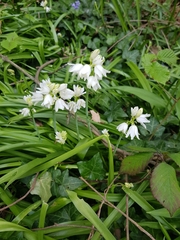 Hyacinthoides × massartiana