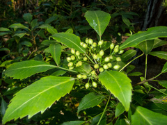 Pseudopanax gilliesii