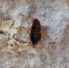 Loboptera decipiens