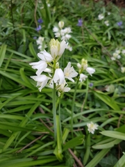 Hyacinthoides × massartiana