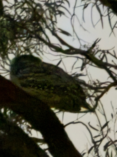 Tawny Frogmouth