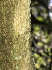 Capparis arborea