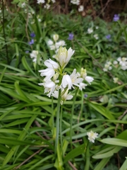 Hyacinthoides × massartiana