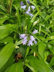 Hyacinthoides × massartiana