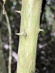 Capparis arborea