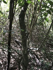Capparis arborea