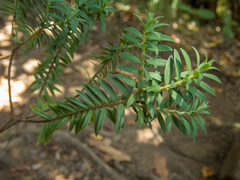 Pimelea tomentosa
