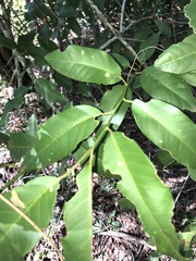 Capparis arborea