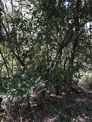 Capparis arborea