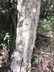 Melaleuca salicina