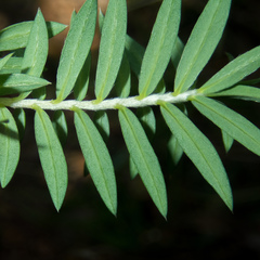 Pimelea tomentosa