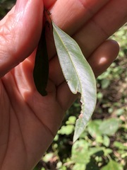 Melaleuca salicina