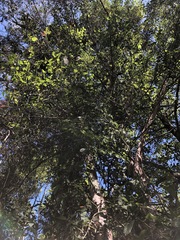 Melaleuca salicina