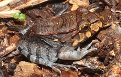 Leptodactylus knudseni