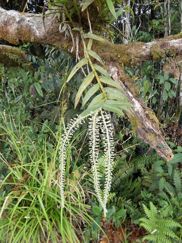 Mycaranthes oblitterata