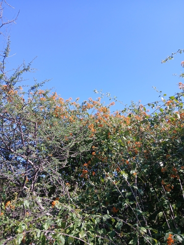Golden-Bittertea