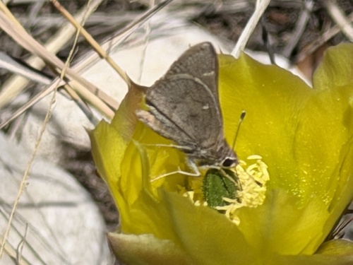 Viereck's Skipper photo 4