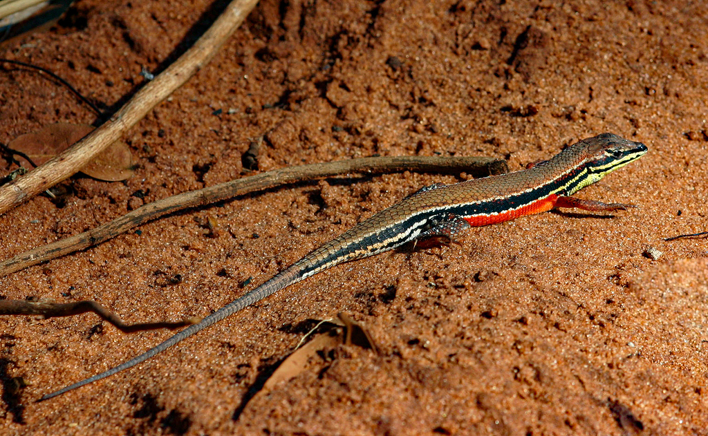 Cape Rough-Scaled Lizard