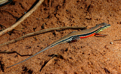 Ichnotropis capensis
