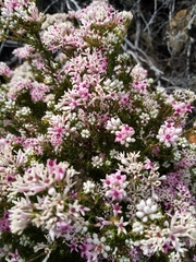 Phylica lachneaeoides