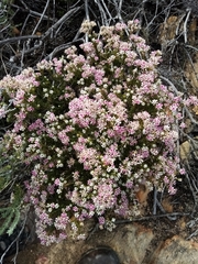 Phylica lachneaeoides