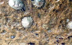 Siphonaria zelandica