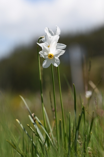 Narcissus poeticus poeticus