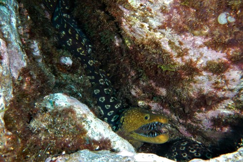 Fangtooth moray (Enchelycore anatina) — Muraenidae — 5