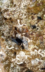 Halicarcinus ovatus