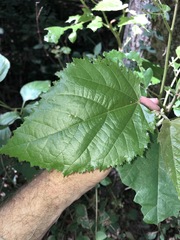 Commersonia bartramia