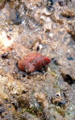 Pyuridae