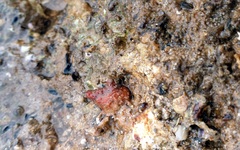 Pyuridae
