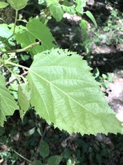 Commersonia bartramia