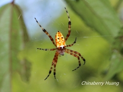 Argiope ocula