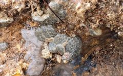 Synoicum sphinctorum