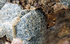 Synoicum sphinctorum