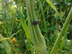 Oxythyrea funesta