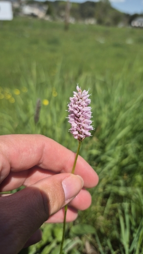 Bistorta officinalis officinalis