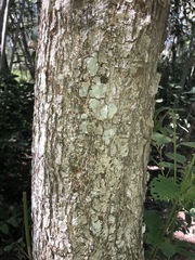 Commersonia bartramia