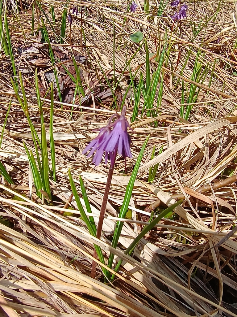 Soldanella chrysosticta; photograph (c) Vladimír Nemček, some rights reserved (CC BY)