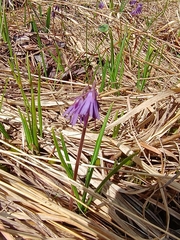 Soldanella chrysosticta