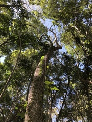 Commersonia bartramia