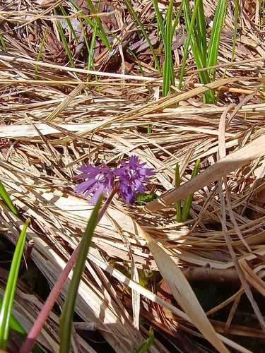 Soldanella chrysosticta, photograph 1
