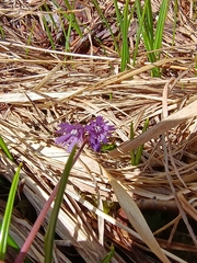 Soldanella chrysosticta, photograph (c) Vladimír Nemček, some rights reserved (CC BY)