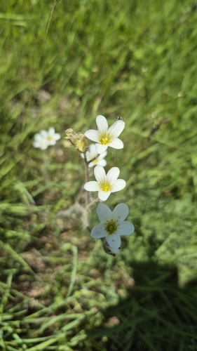 Meadow Saxifrage
