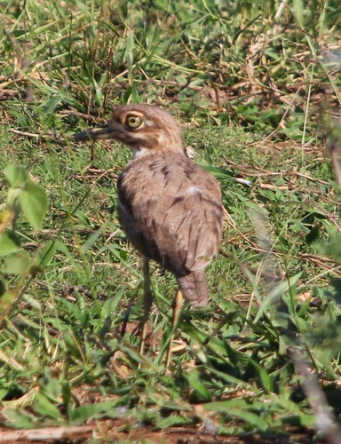 iNaturalist image