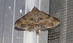 Hypospila dochmotoma