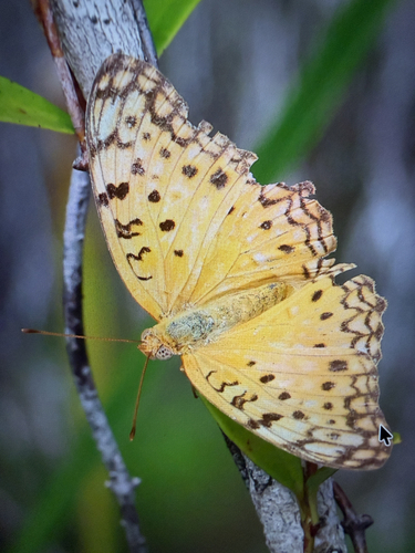 Common Leopard